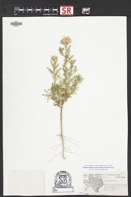 Machaeranthera tanacetifolia image