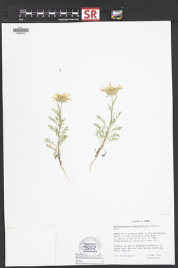 Machaeranthera tanacetifolia image