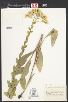 Solidago rigida image