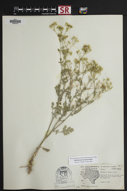 Parthenium incanum image