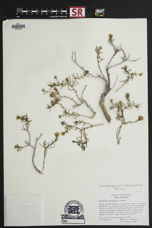 Thymophylla gypsophila image