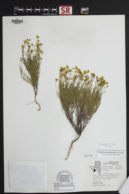 Thymophylla pentachaeta var. hartwegii image