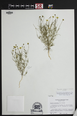 Thymophylla pentachaeta var. pentachaeta image