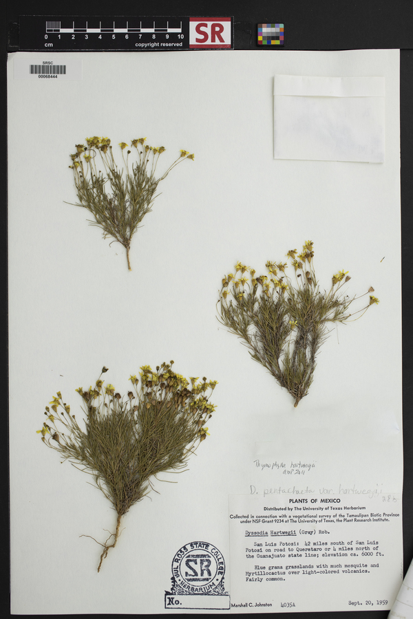 Thymophylla pentachaeta var. hartwegii image