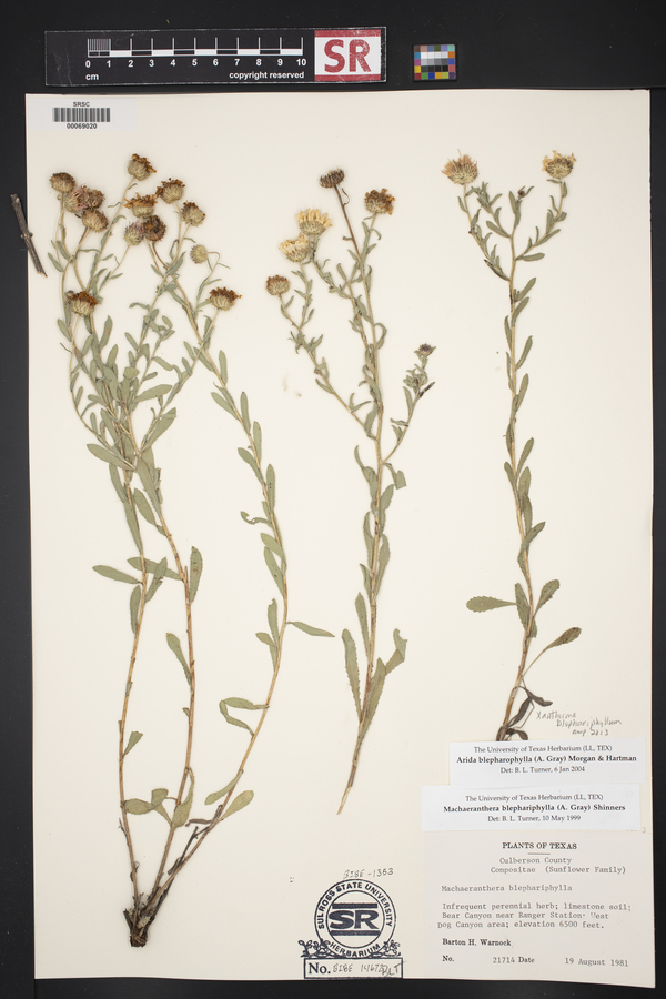 Xanthisma blephariphyllum image