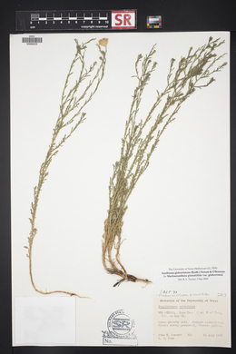 Xanthisma spinulosum var. glaberrimum image