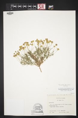 Thymophylla belenidium image