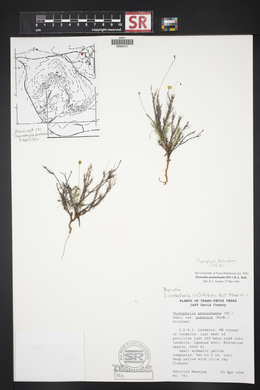 Thymophylla belenidium image
