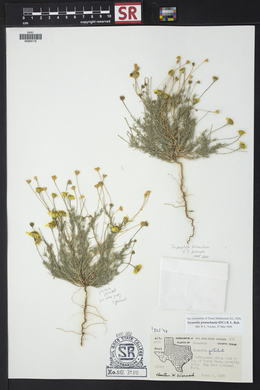 Thymophylla belenidium image