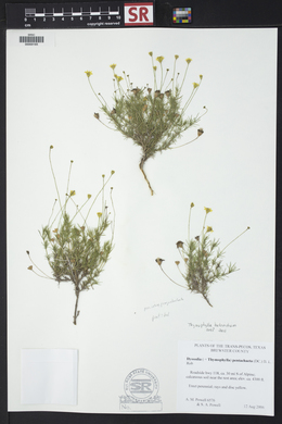 Thymophylla belenidium image