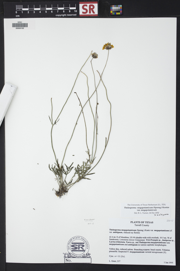 Thelesperma megapotamicum var. megapotamicum image