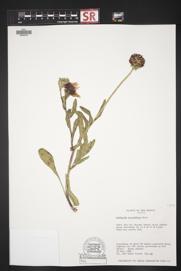 Gaillardia grandiflora image