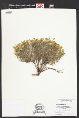 Zinnia grandiflora image