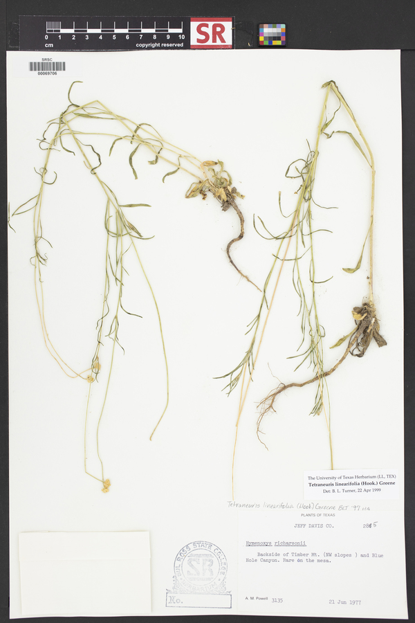 Tetraneuris linearifolia image