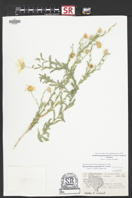 Xanthisma gypsophilum image