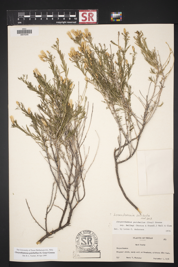 Lorandersonia pulchella image