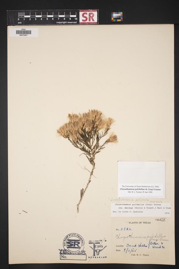 Lorandersonia pulchella image