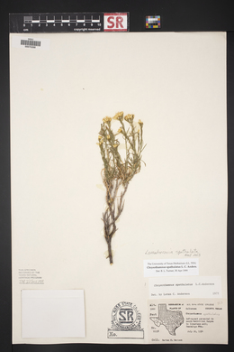 Lorandersonia spathulata image