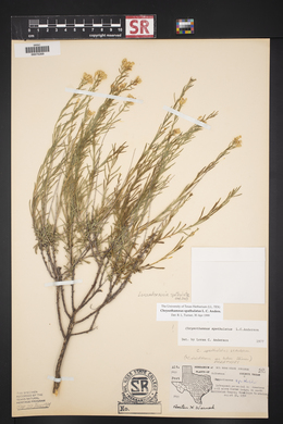 Lorandersonia spathulata image