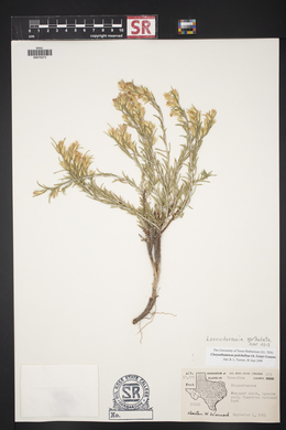 Lorandersonia spathulata image