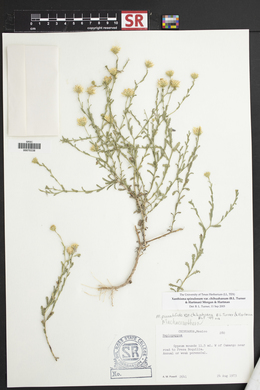 Xanthisma spinulosum var. chihuahuanum image