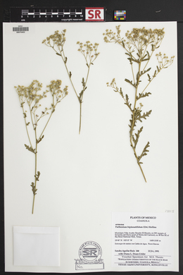 Parthenium bipinnatifidum image