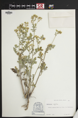 Parthenium confertum image