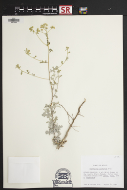 Parthenium confertum image