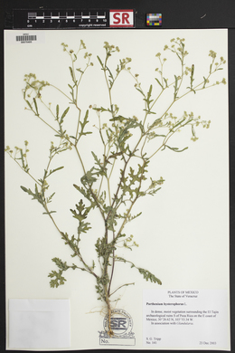 Parthenium hysterophorus image