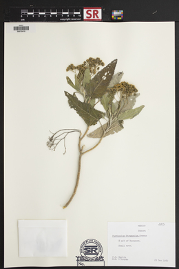 Parthenium tomentosum var. stramonium image