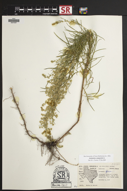 Artemisia campestris image