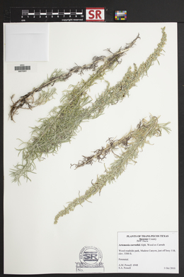 Artemisia carruthii image