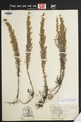 Artemisia carruthii image