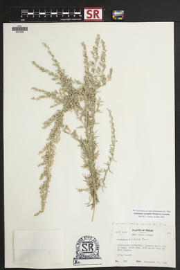 Artemisia carruthii image