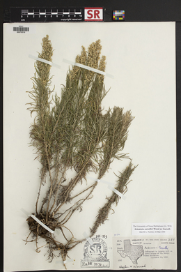 Artemisia carruthii image