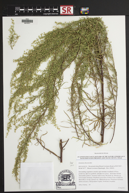 Artemisia dracunculus image