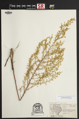 Artemisia dracunculus image