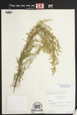 Artemisia dracunculus image