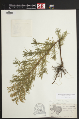 Artemisia dracunculus image