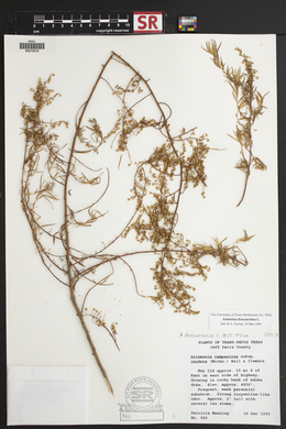 Artemisia dracunculus image