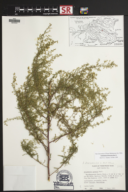 Artemisia dracunculus image