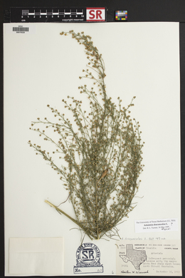 Artemisia dracunculus image