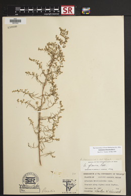 Artemisia dracunculus image