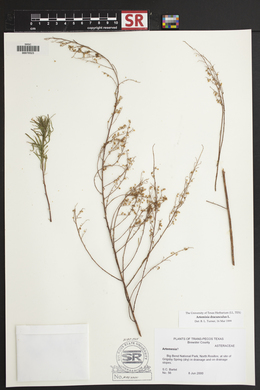 Artemisia dracunculus image