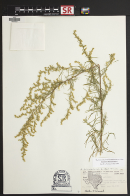 Artemisia dracunculus image