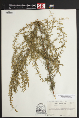 Artemisia dracunculus image