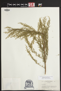 Artemisia dracunculus image