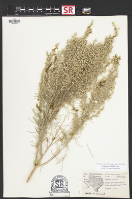 Artemisia filifolia image