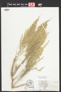 Artemisia filifolia image