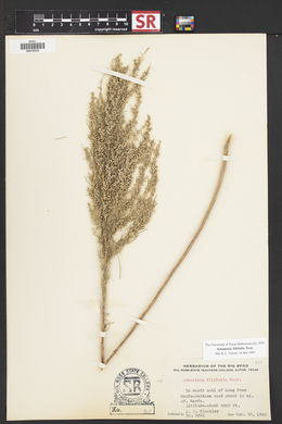 Artemisia filifolia image